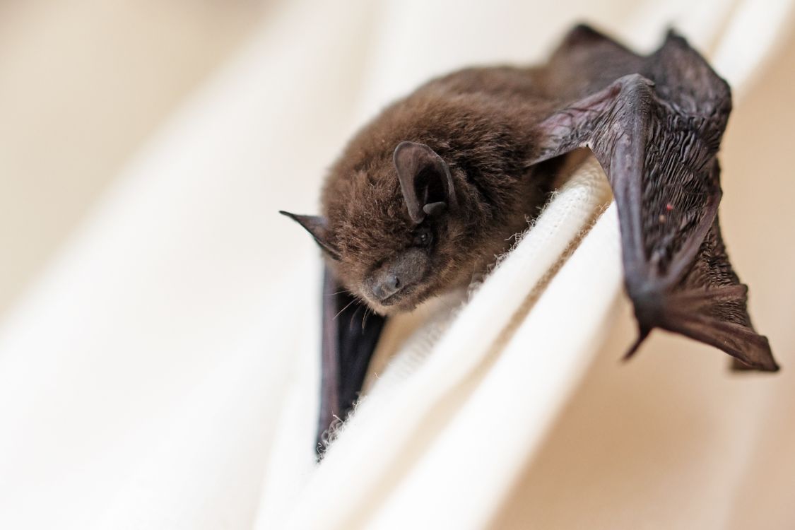 Common Pipistrelle (Pipistrellus pipistrellus) Adobe Stock by Maren Winter Education Licence.